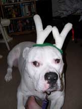 Brutus the Red Nose Reindeer