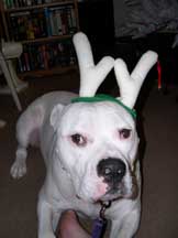 Brutus the Red Nose Reindeer