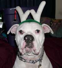 Brutus the Red Nose Reindeer