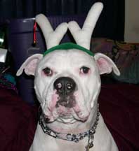 Brutus the Red Nose Reindeer