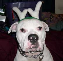 Brutus the Red Nose Reindeer