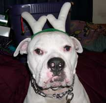 Brutus the Red Nose Reindeer