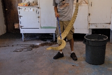 PHFaust and Family take a trip to Reptile Gardens