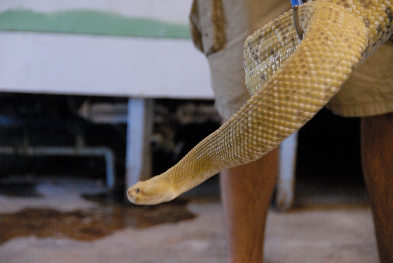 PHFaust and Family take a trip to Reptile Gardens