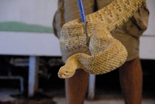 PHFaust and Family take a trip to Reptile Gardens