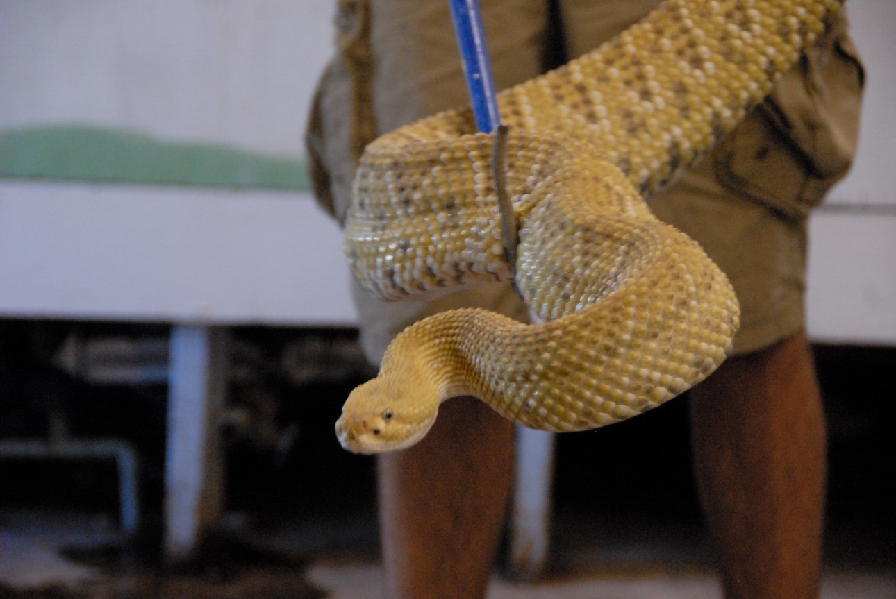 PHFaust and Family take a trip to Reptile Gardens