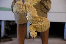 PHFaust and Family take a trip to Reptile Gardens