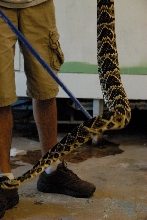 PHFaust and Family take a trip to Reptile Gardens