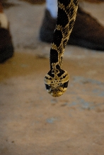 PHFaust and Family take a trip to Reptile Gardens