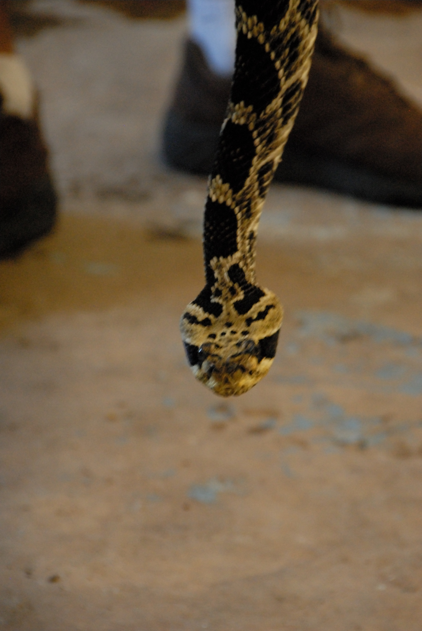 PHFaust and Family take a trip to Reptile Gardens