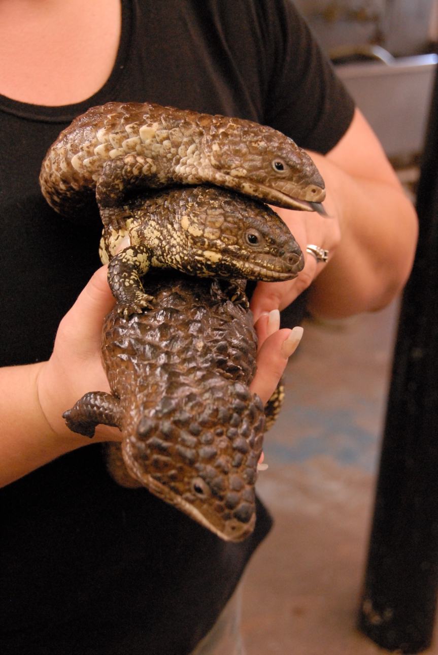 PHFaust and Family take a trip to Reptile Gardens