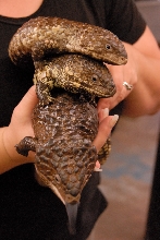 PHFaust and Family take a trip to Reptile Gardens