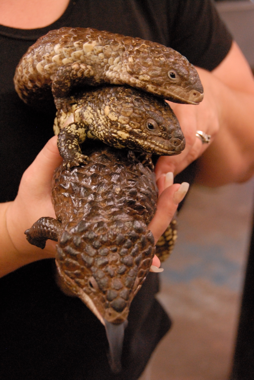 PHFaust and Family take a trip to Reptile Gardens
