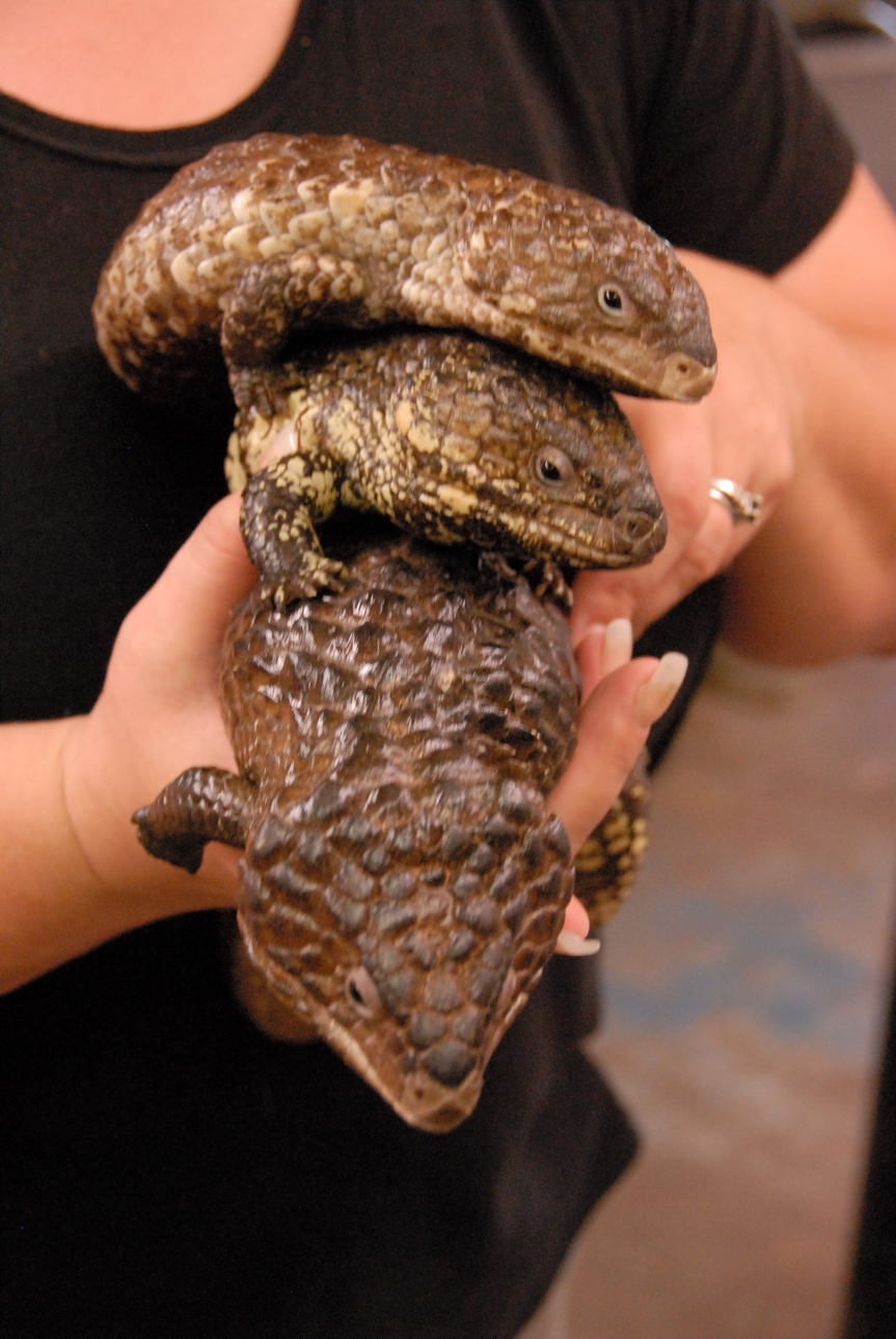 PHFaust and Family take a trip to Reptile Gardens