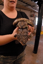 PHFaust and Family take a trip to Reptile Gardens