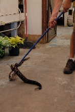 PHFaust and Family take a trip to Reptile Gardens