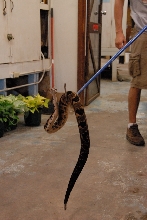 PHFaust and Family take a trip to Reptile Gardens