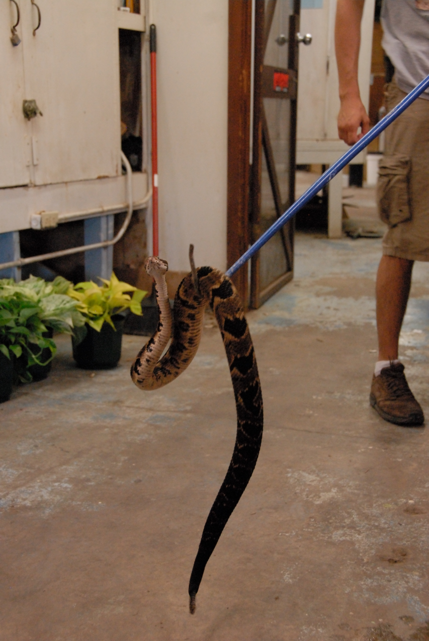 PHFaust and Family take a trip to Reptile Gardens