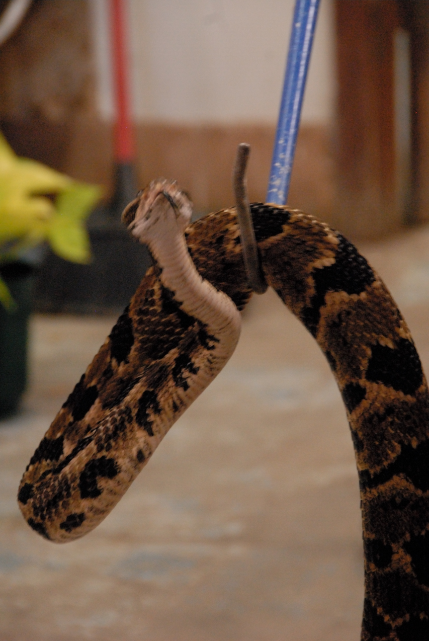 PHFaust and Family take a trip to Reptile Gardens