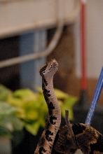 PHFaust and Family take a trip to Reptile Gardens
