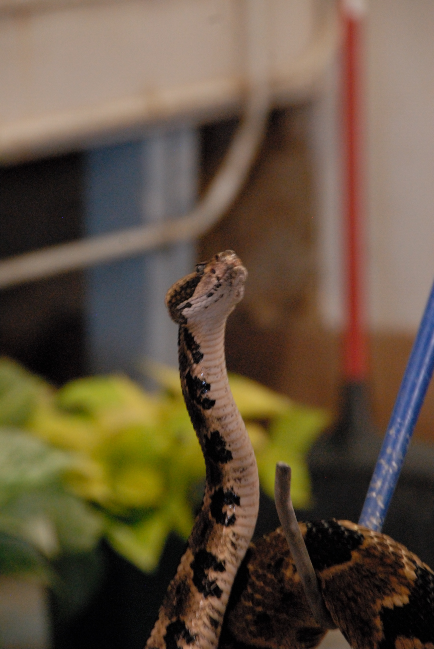 PHFaust and Family take a trip to Reptile Gardens