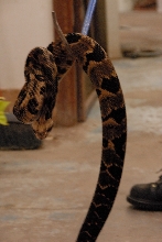 PHFaust and Family take a trip to Reptile Gardens