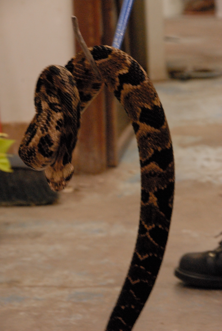 PHFaust and Family take a trip to Reptile Gardens
