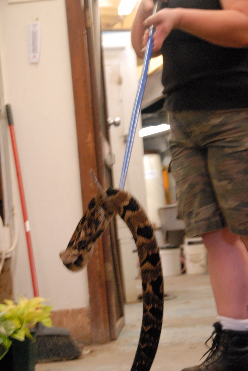 PHFaust and Family take a trip to Reptile Gardens