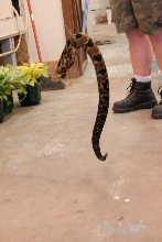 PHFaust and Family take a trip to Reptile Gardens