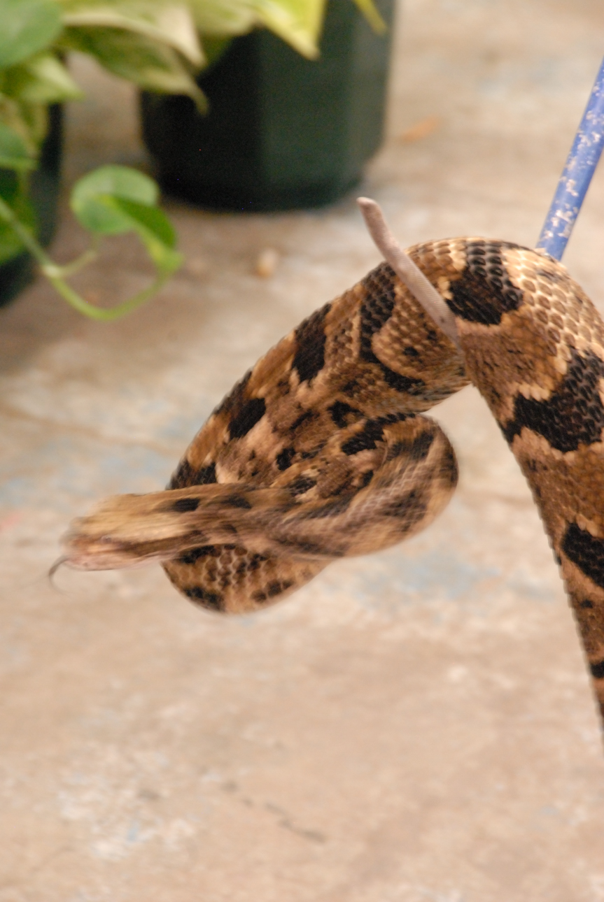 PHFaust and Family take a trip to Reptile Gardens