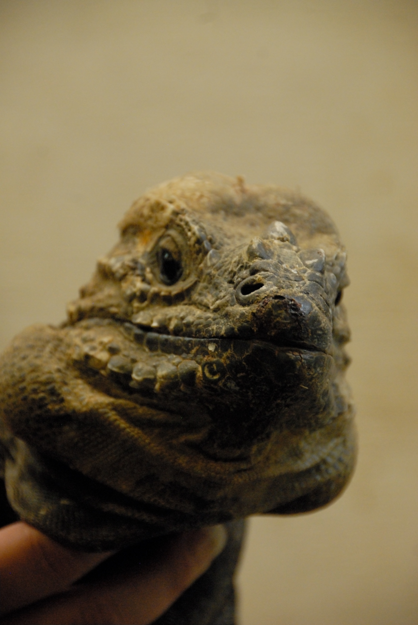 PHFaust and Family take a trip to Reptile Gardens