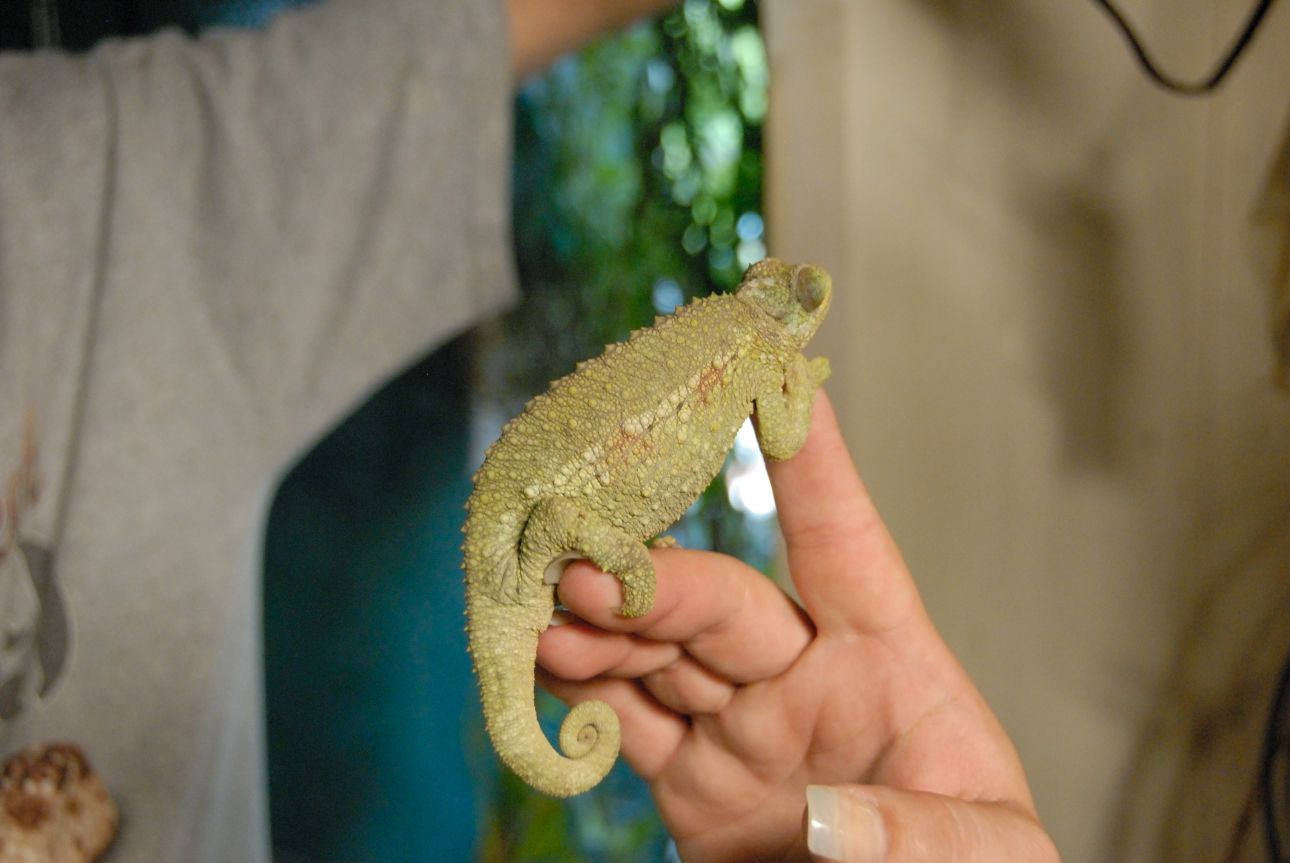 PHFaust and Family take a trip to Reptile Gardens