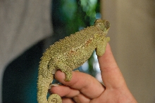 PHFaust and Family take a trip to Reptile Gardens