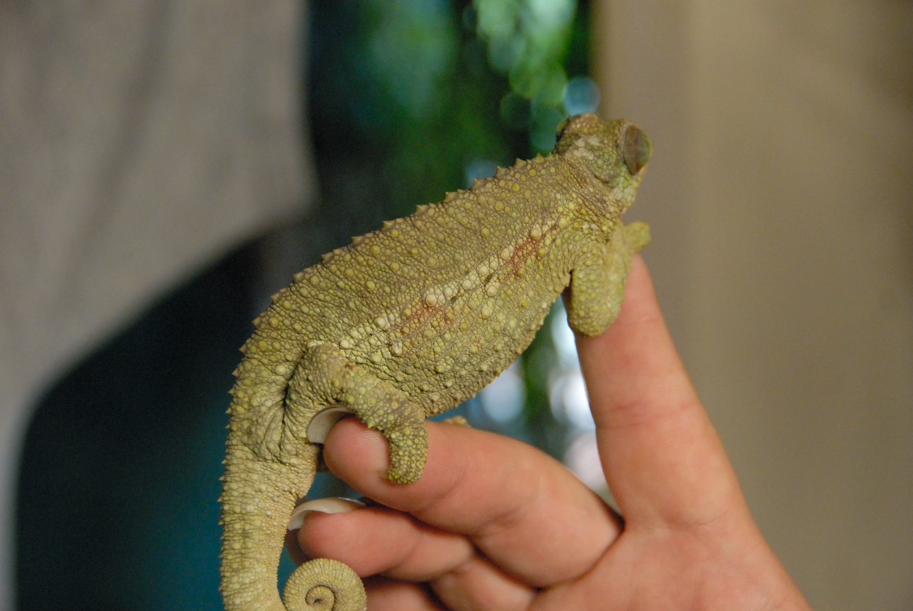 PHFaust and Family take a trip to Reptile Gardens