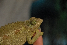 PHFaust and Family take a trip to Reptile Gardens