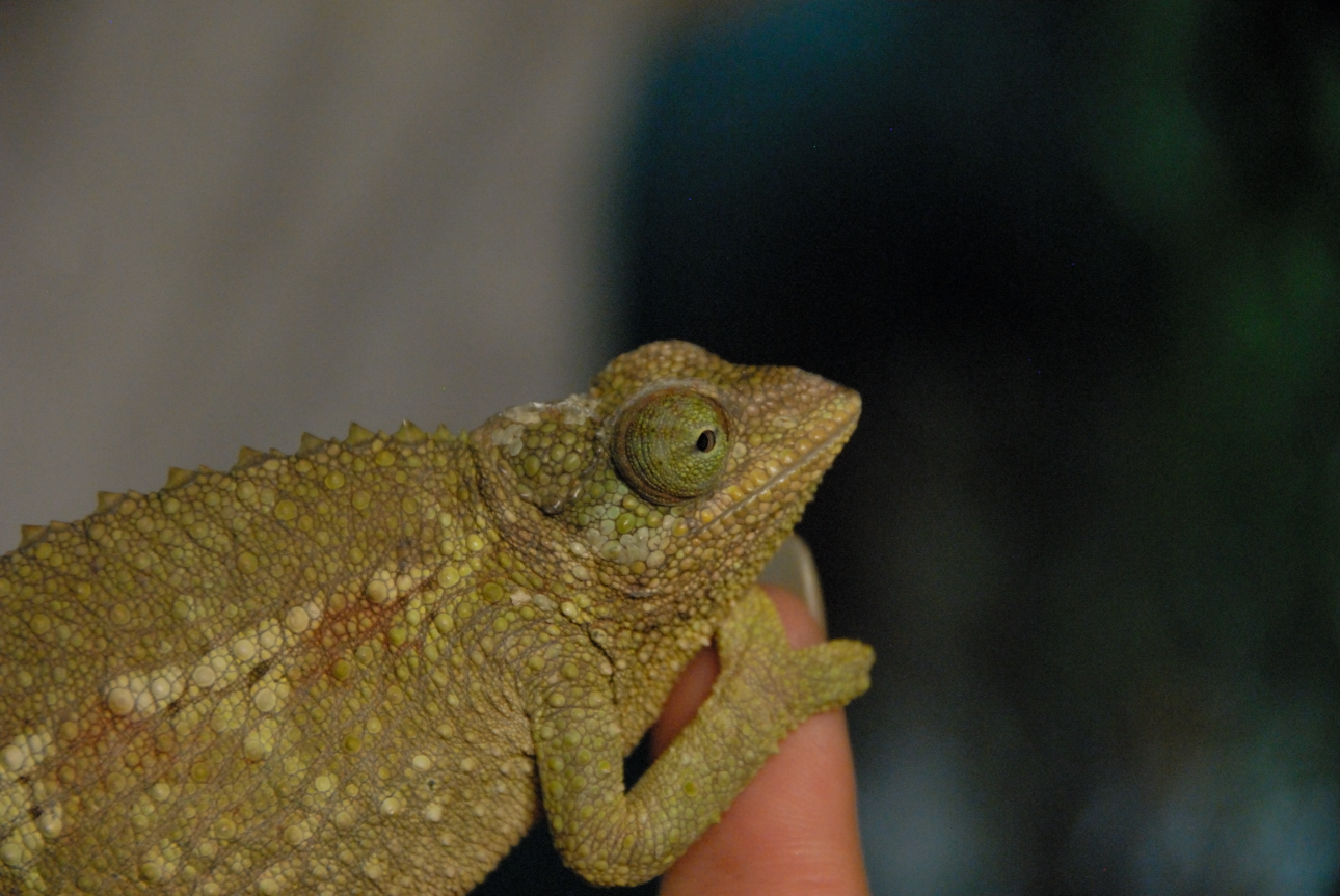 PHFaust and Family take a trip to Reptile Gardens