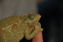 PHFaust and Family take a trip to Reptile Gardens