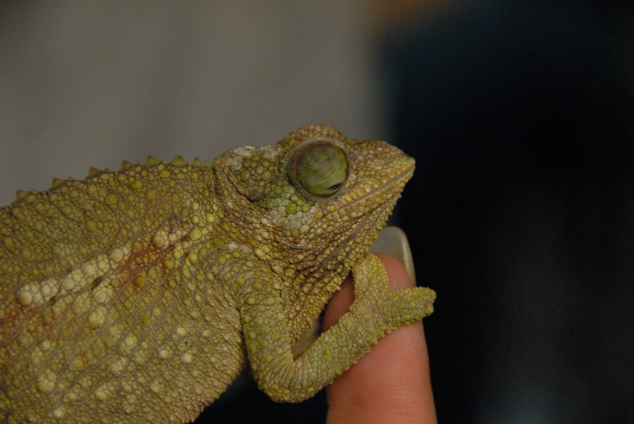 PHFaust and Family take a trip to Reptile Gardens