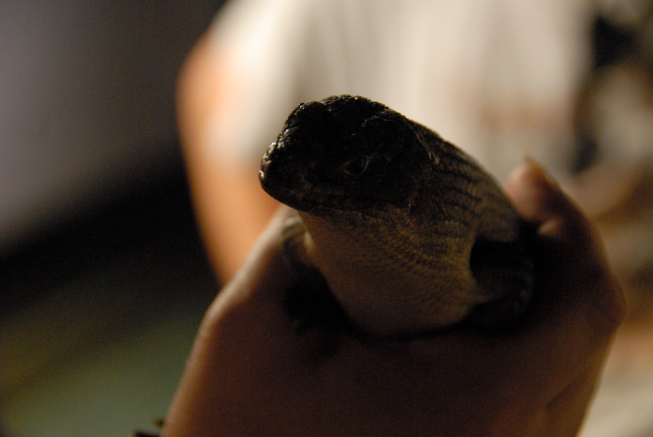PHFaust and Family take a trip to Reptile Gardens