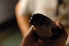 PHFaust and Family take a trip to Reptile Gardens