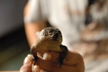 PHFaust and Family take a trip to Reptile Gardens