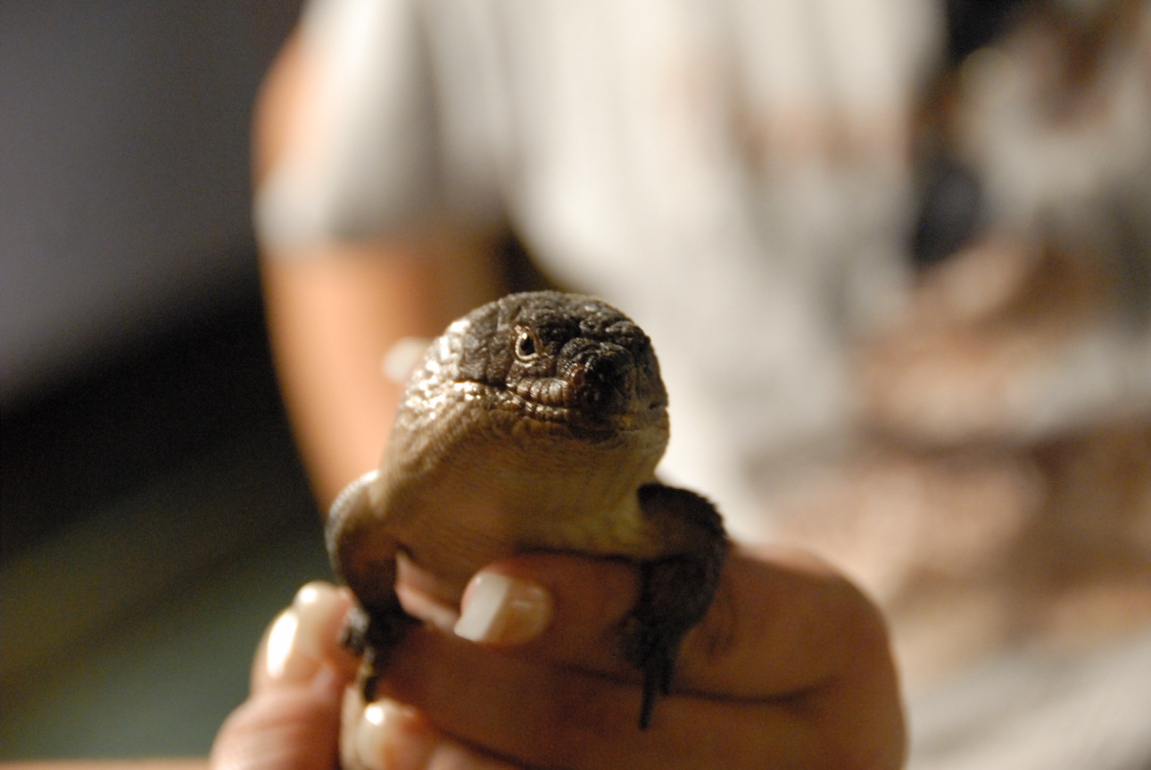 PHFaust and Family take a trip to Reptile Gardens