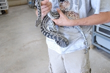 PHFaust and Family take a trip to Reptile Gardens