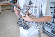 PHFaust and Family take a trip to Reptile Gardens