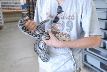 PHFaust and Family take a trip to Reptile Gardens