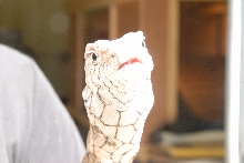 PHFaust and Family take a trip to Reptile Gardens