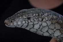 PHFaust and Family take a trip to Reptile Gardens