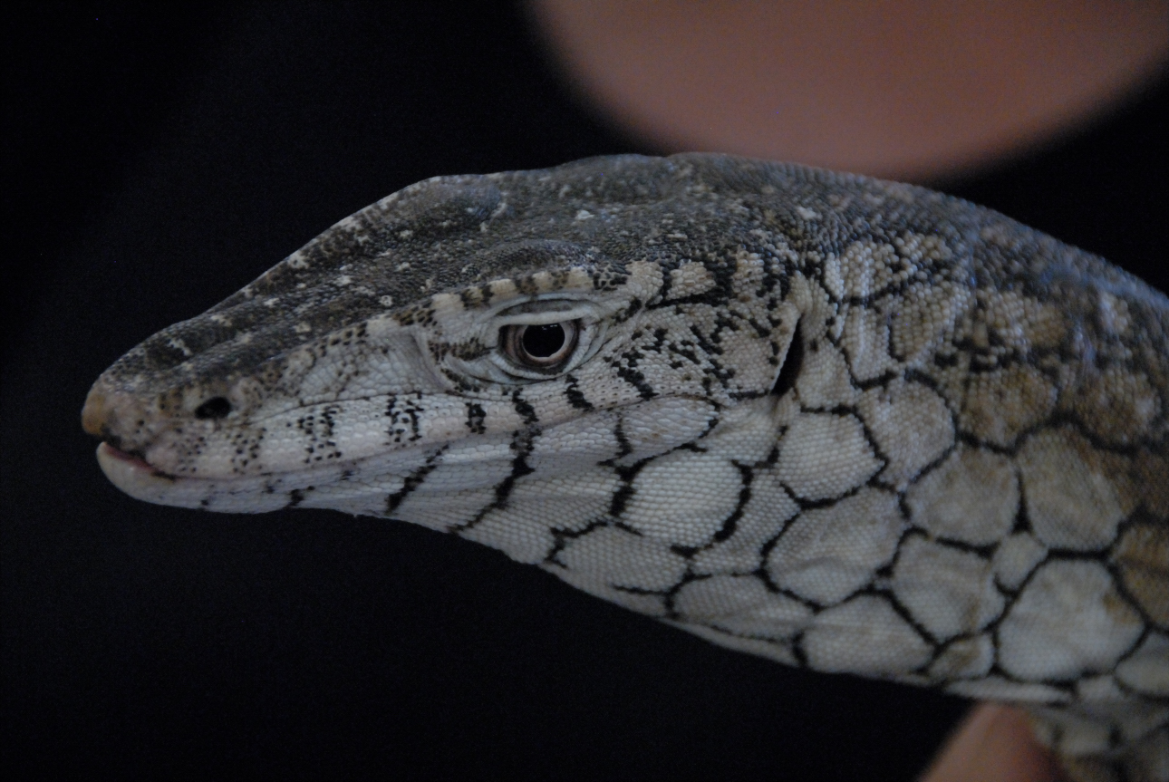 PHFaust and Family take a trip to Reptile Gardens