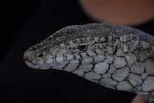 PHFaust and Family take a trip to Reptile Gardens