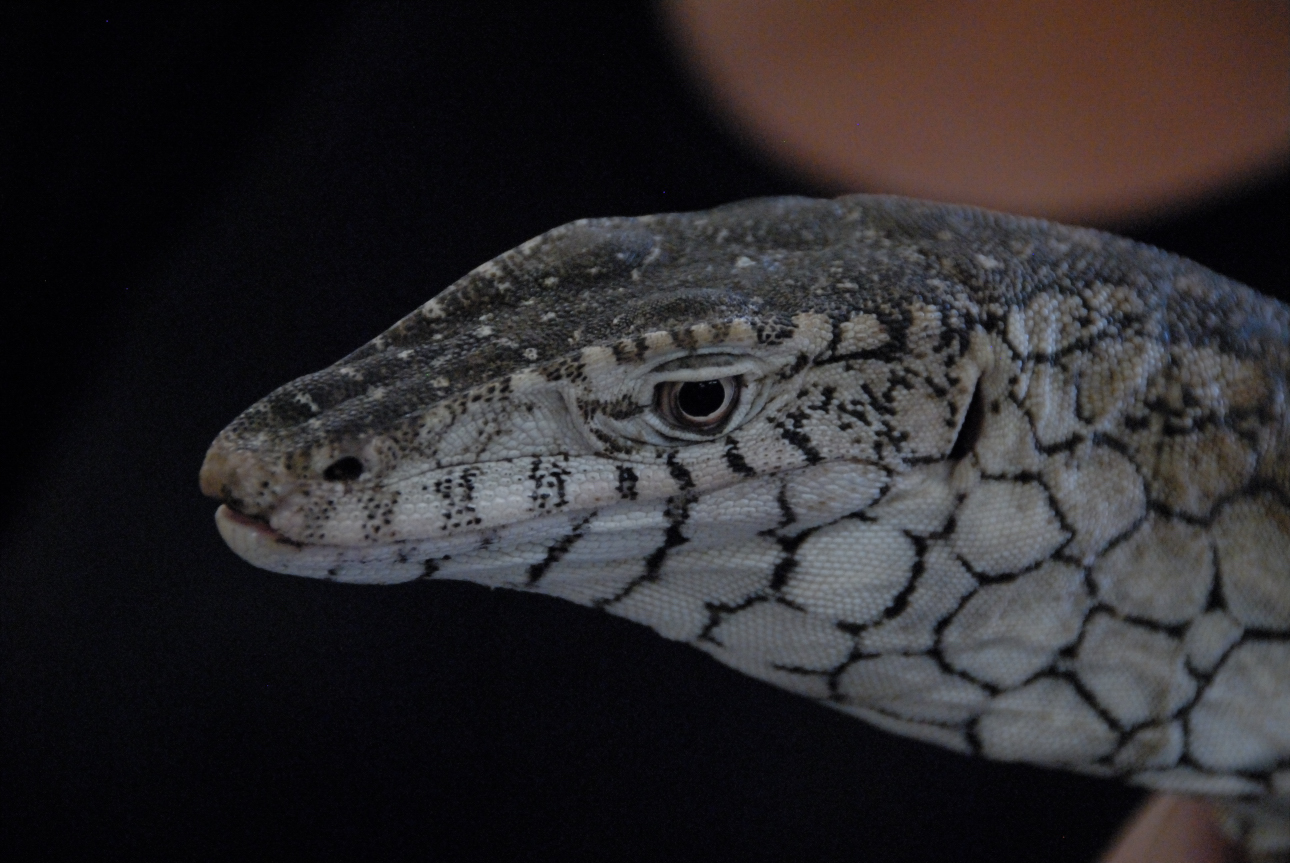 PHFaust and Family take a trip to Reptile Gardens